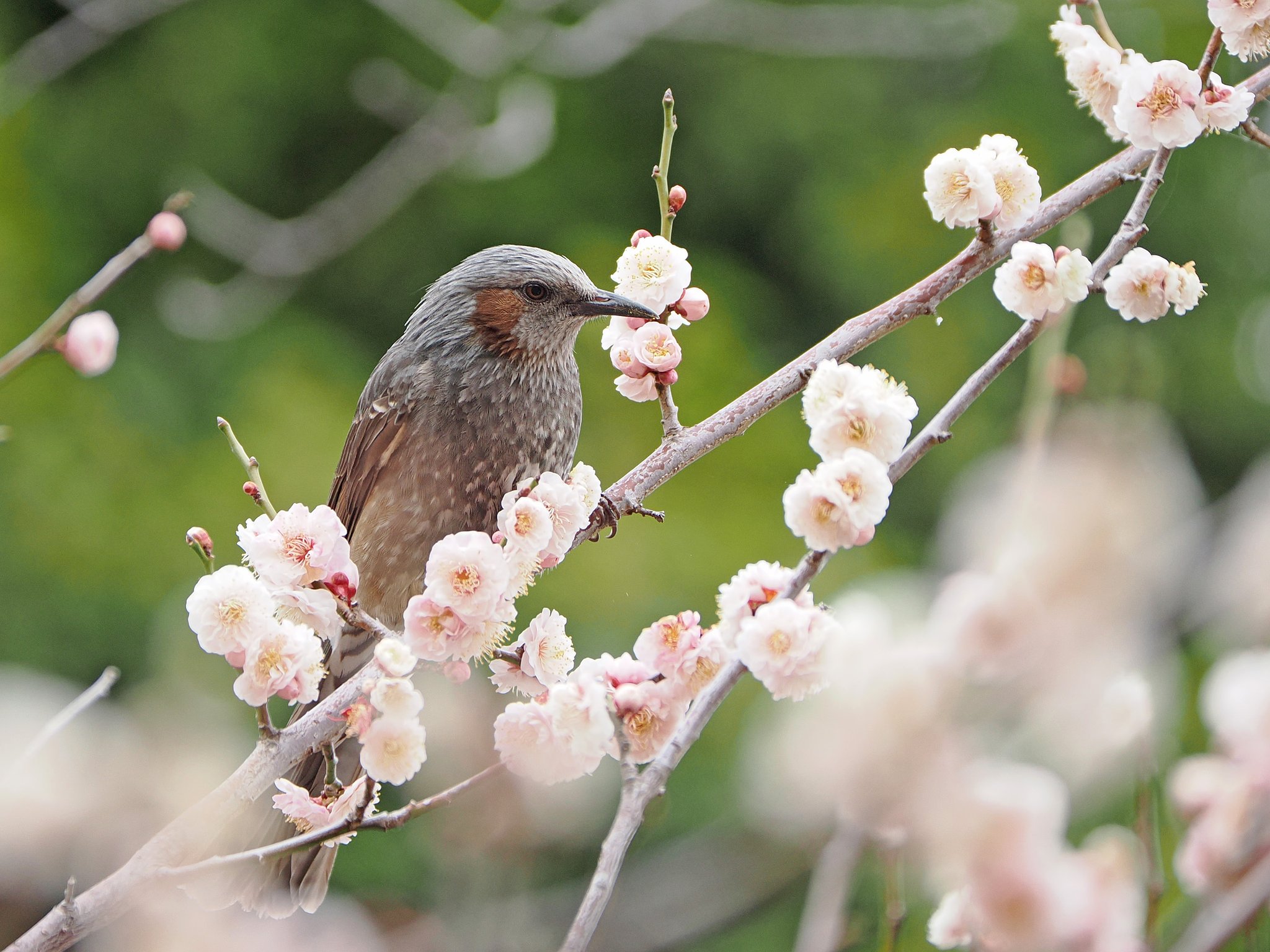 鳥認識AFその２