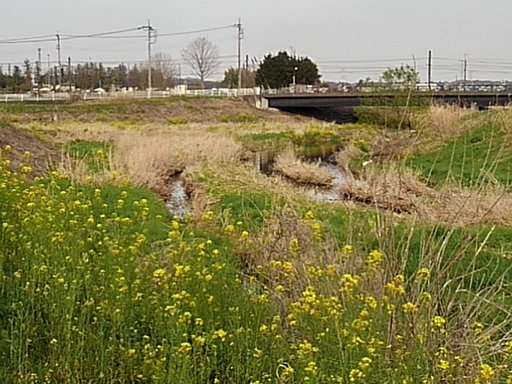 菜の花が咲く川原