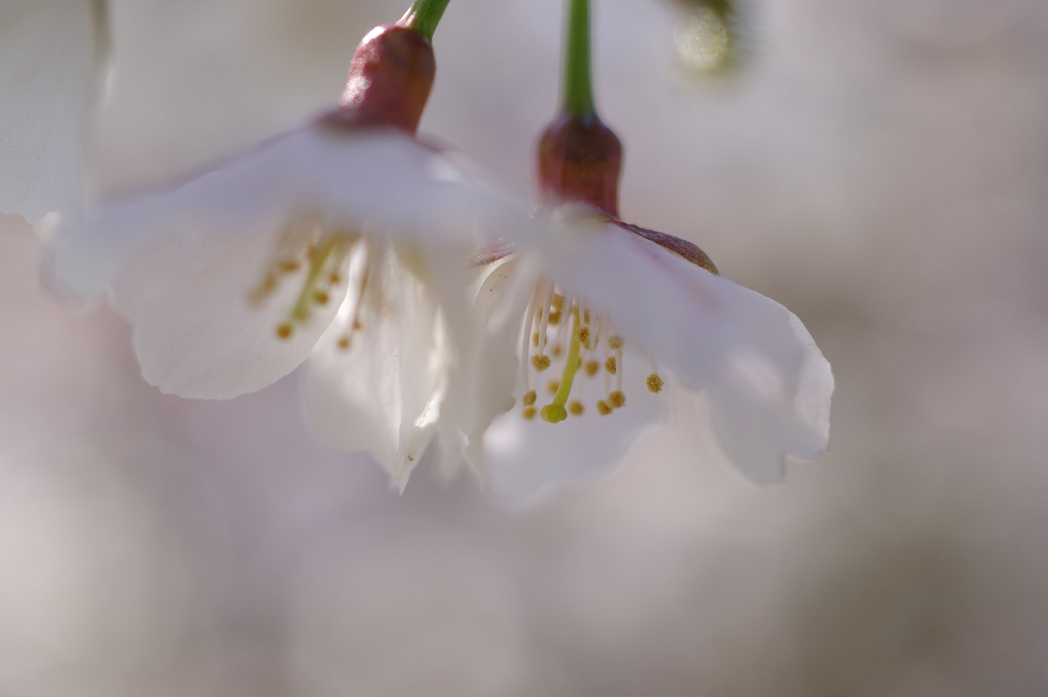 千島桜