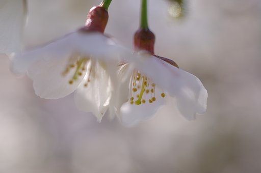 千島桜