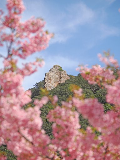 桜を添えて