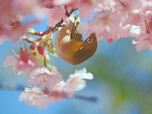 「鳥認識」だからこそーその１