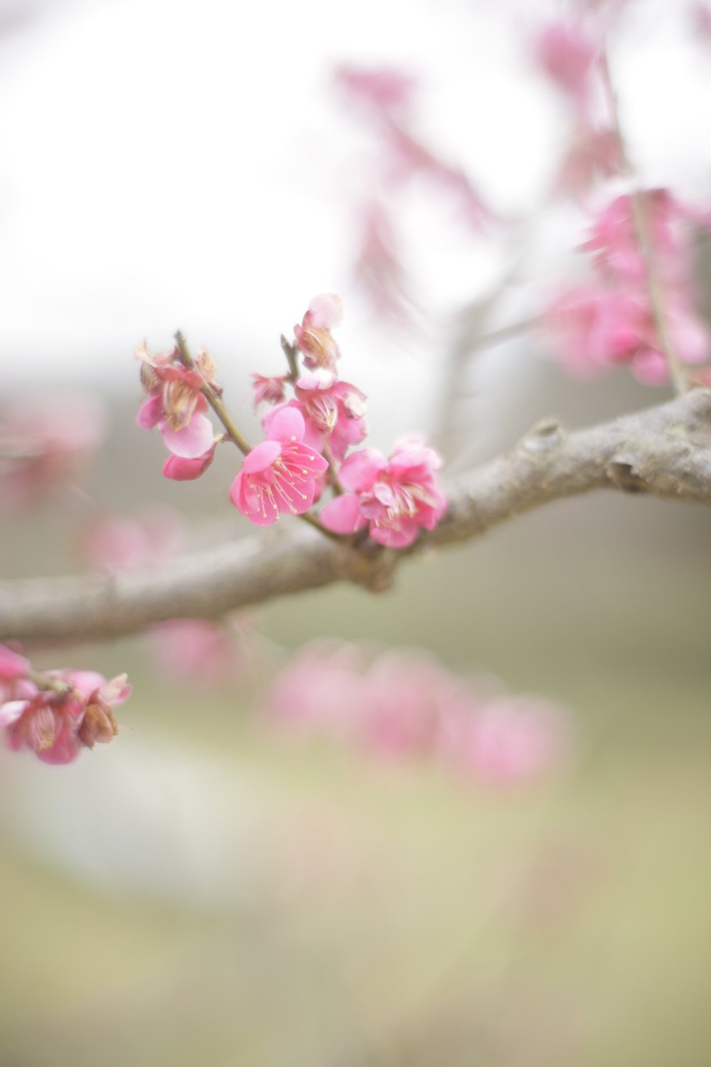 桃の花