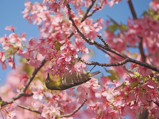 河津メジロまつりーその３
