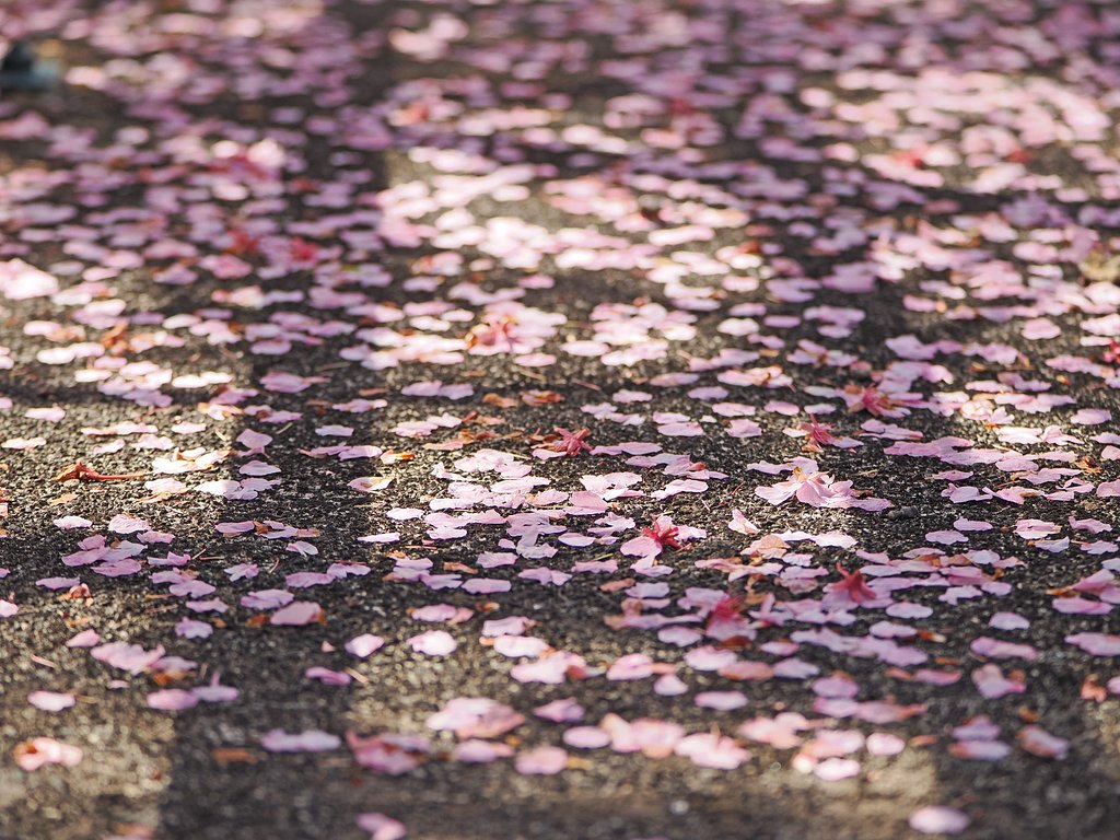 春をひとつ見送るーその１