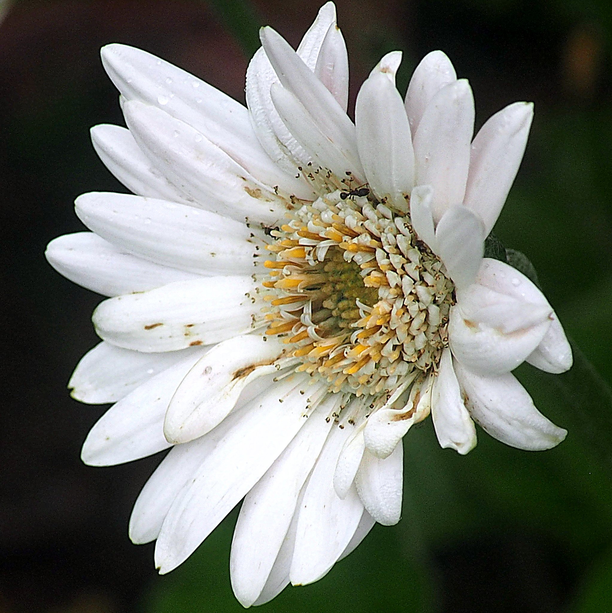 Tamron 90mmF2.8 macro(127E)+Adapter