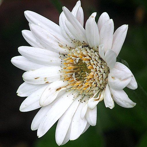 Tamron 90mmF2.8 macro(127E)+Adapter