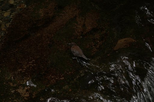 アワースーパーヒーロー　その名はカワガラス