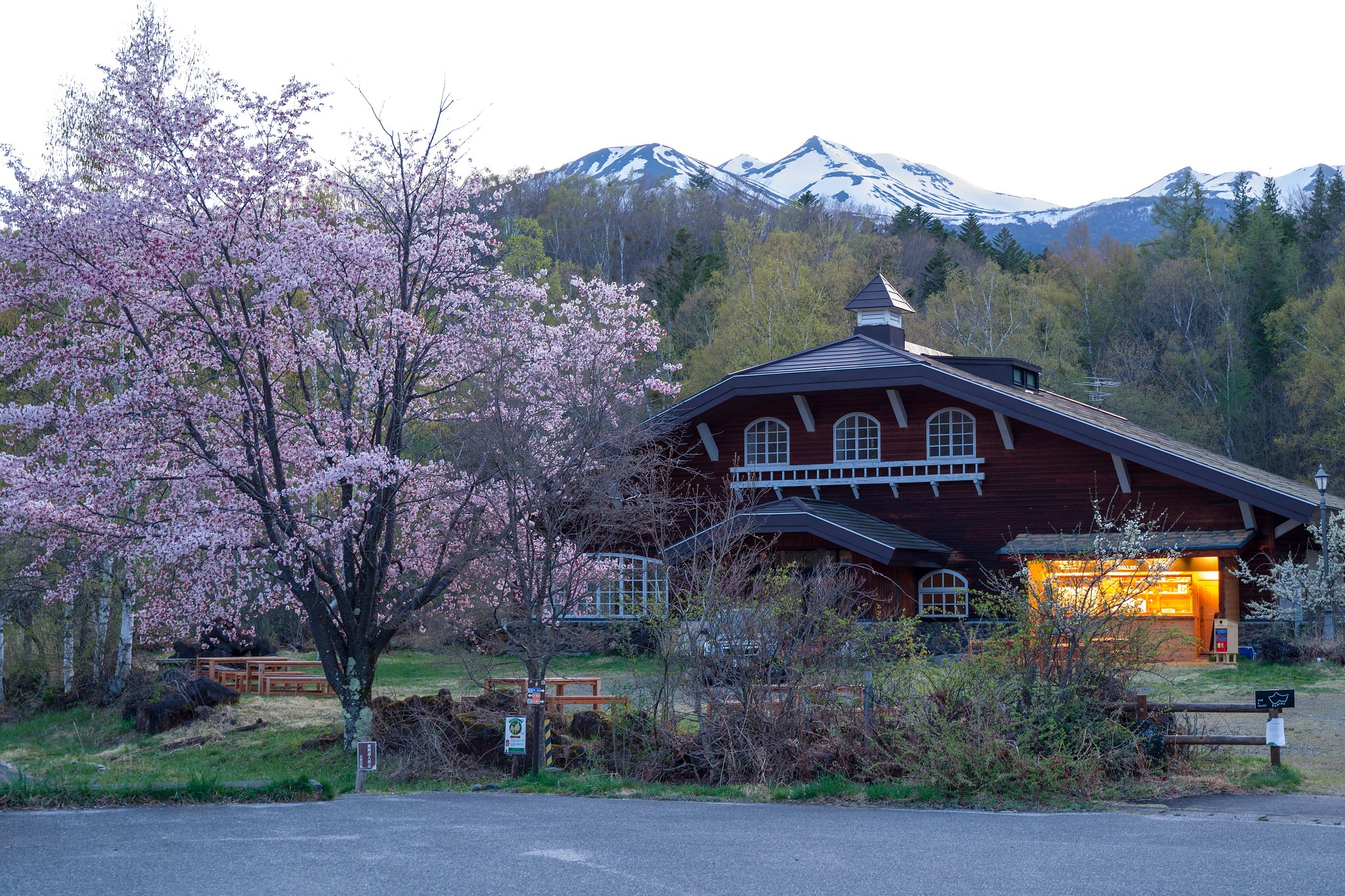 三度目の桜