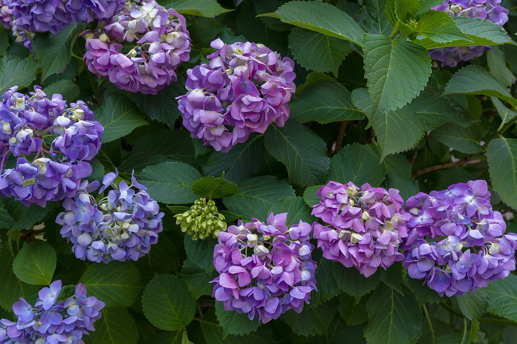 紫陽花の季節