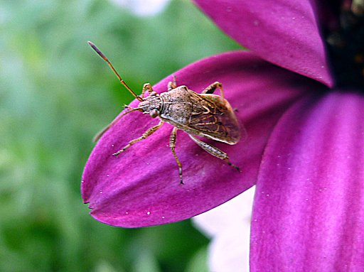 花片に留まるカメムシ