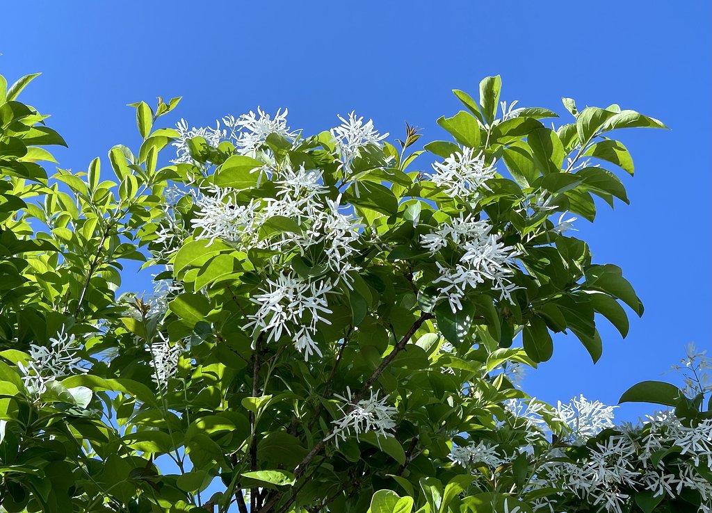 なんじゃもんじゃの花