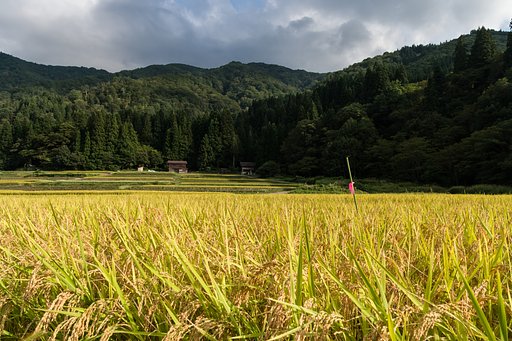 実りの重み
