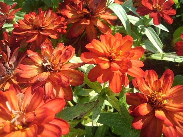 公園の花壇の情熱的な赤い花