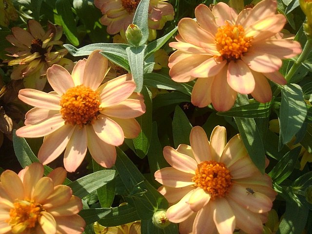 公園にある薄いオレンジの花