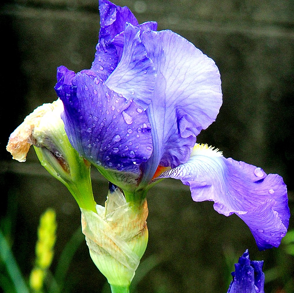 Tamron 28-300mmF3.5-6.3 macro