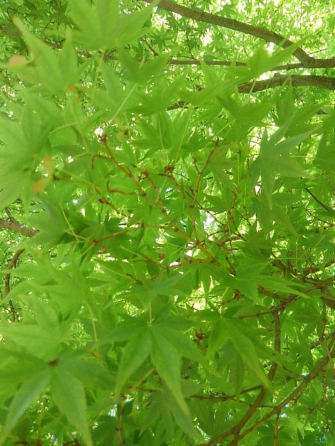 長峰公園の青モミジの天井