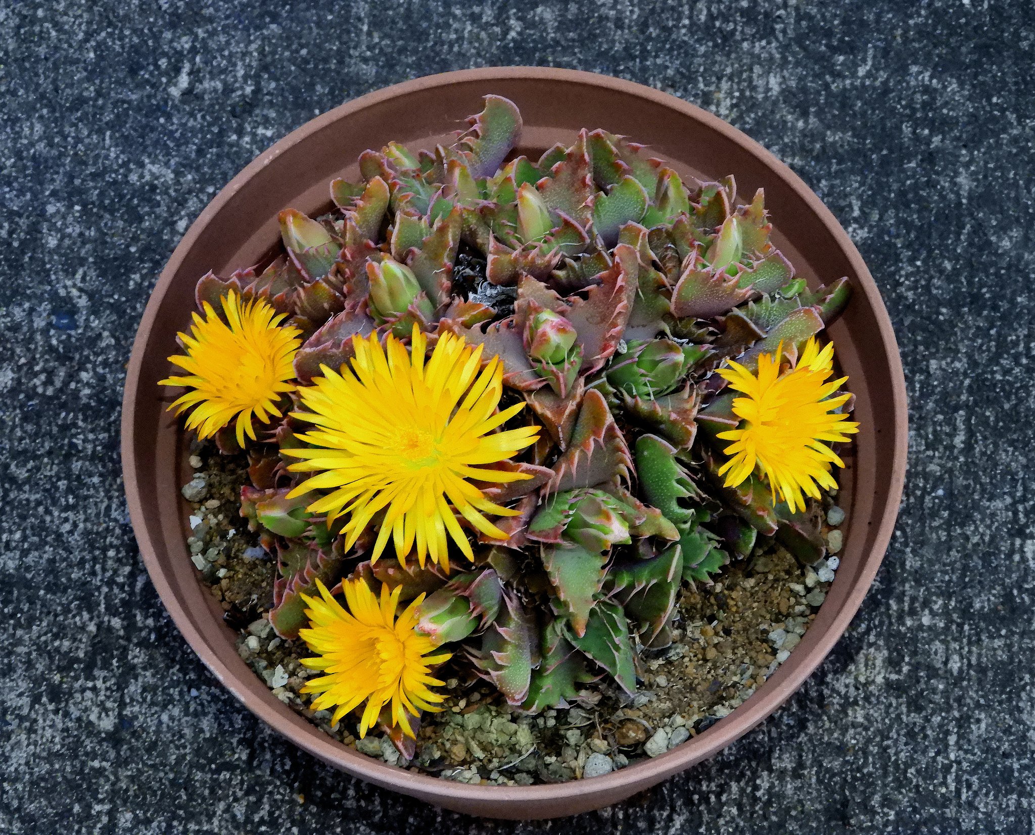 メセンの花