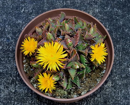 メセンの花
