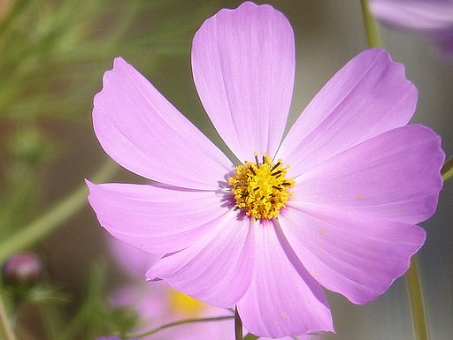 【秋】桜（コスモス）UP