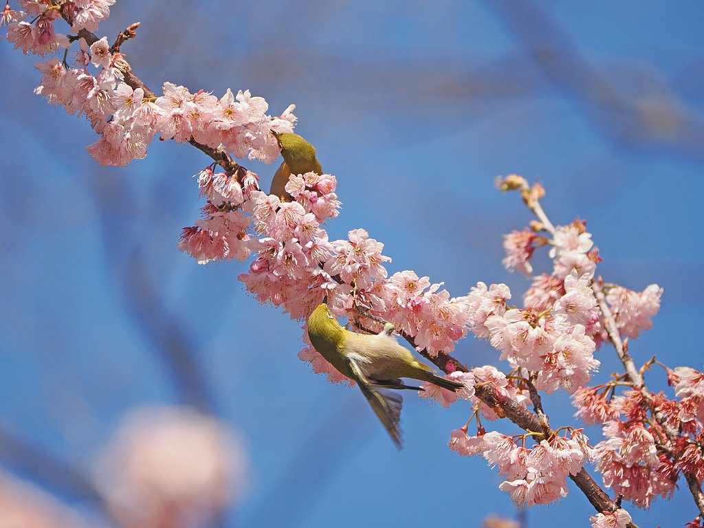 桜巡り