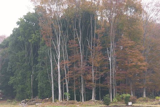 その辺の風景