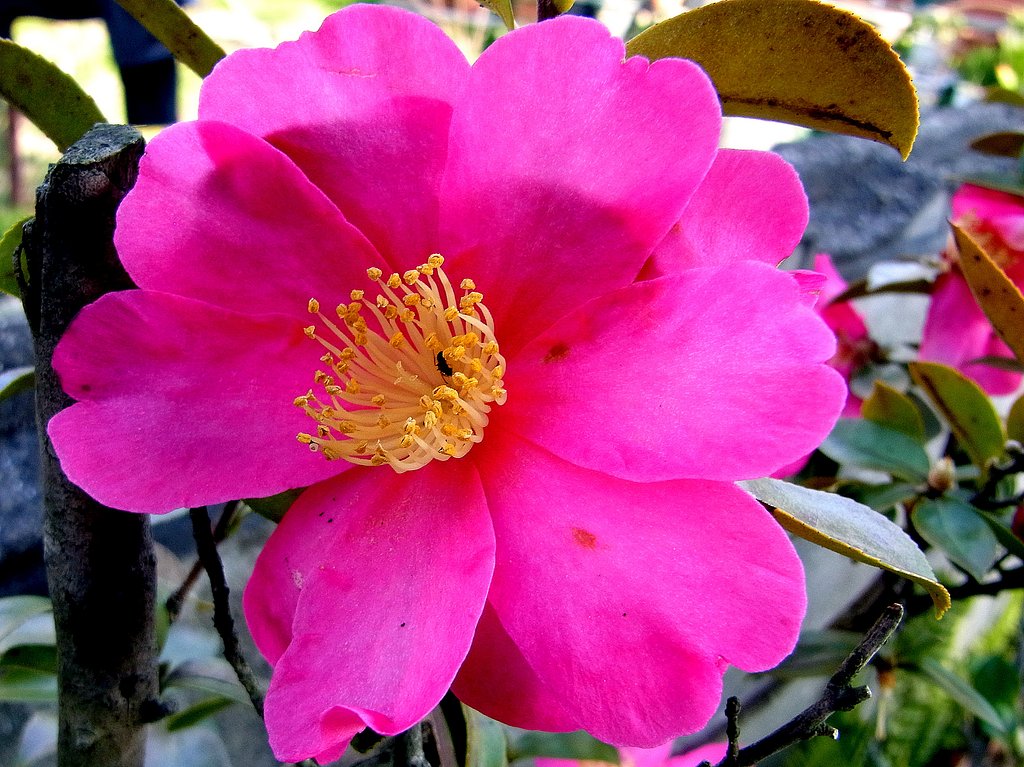 鉢植えのサザンカ　２