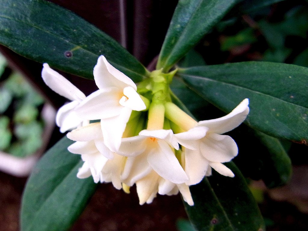 沈丁花　２