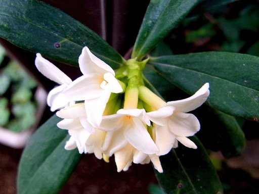 沈丁花　２
