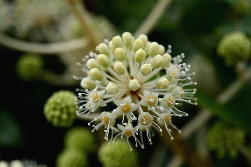 ヤツデの花