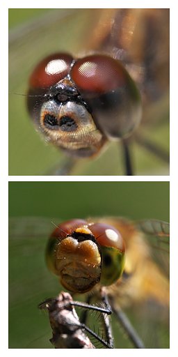 アキアカネ♂♀