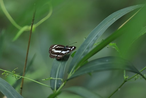 小三筋蝶