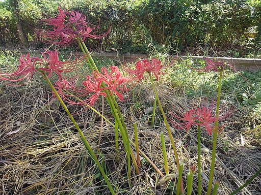 小さな公園のヒガンバナの群れ
