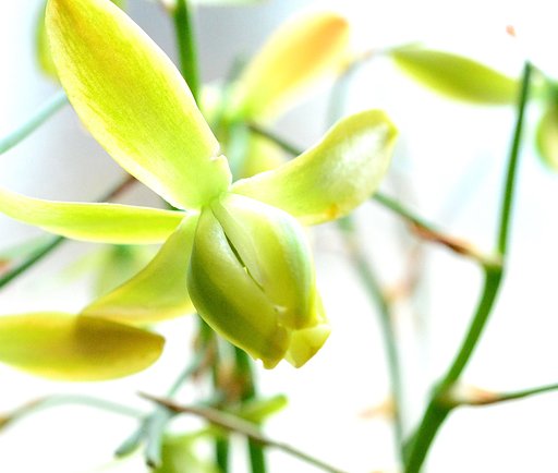 アルブカの花