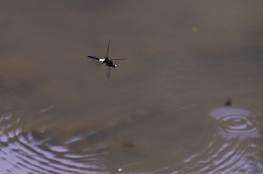 海難救助のヘリ