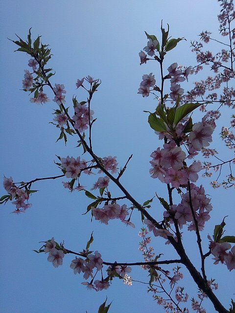 青空×早咲き桜（3/30に撮影）