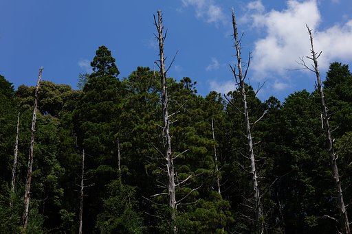 7月24日の写真