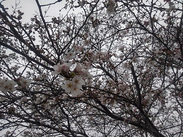 曇りでしたが、綺麗な『桜の天井』でした。
