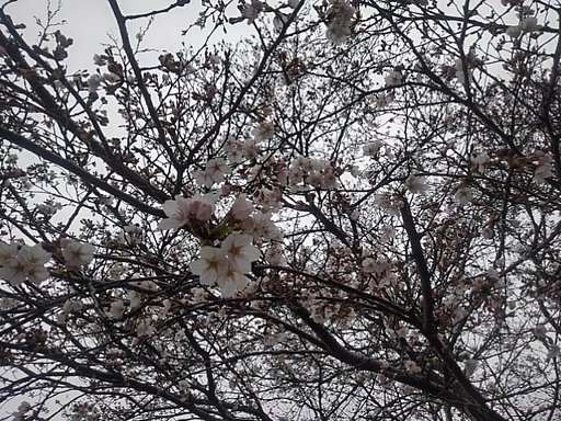 曇りでしたが、綺麗な『桜の天井』でした。