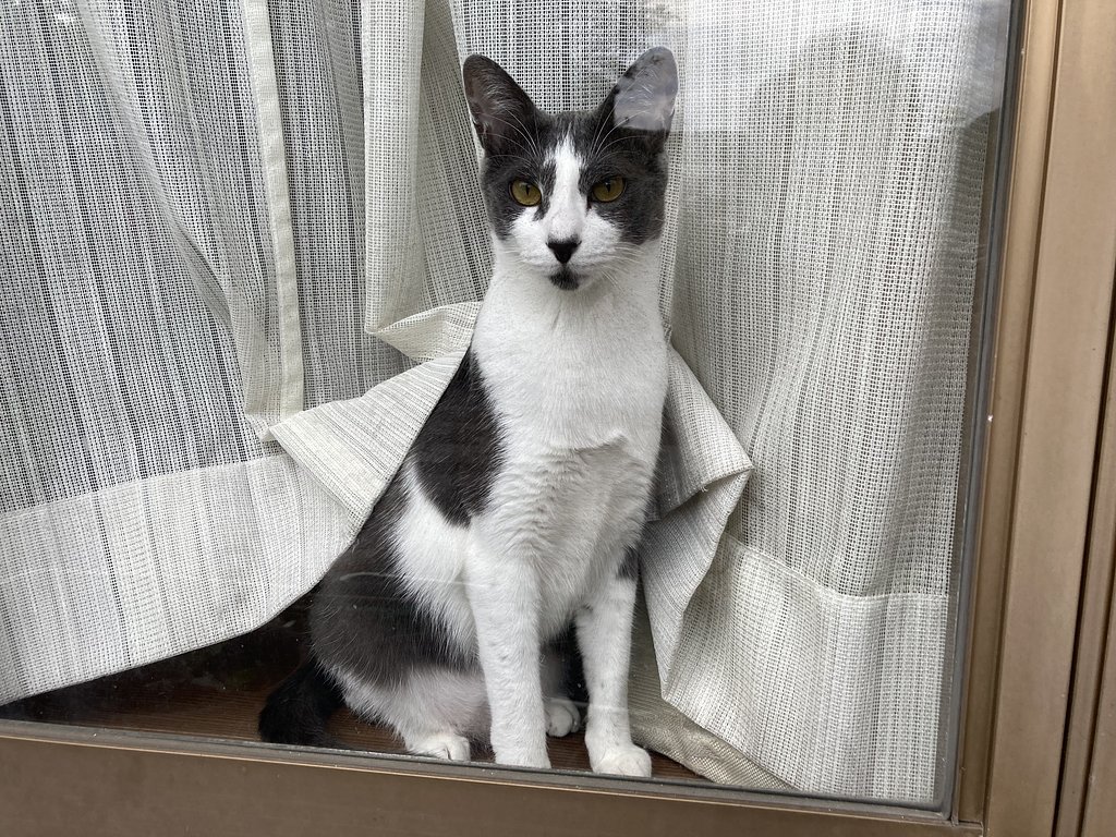 留守番猫
