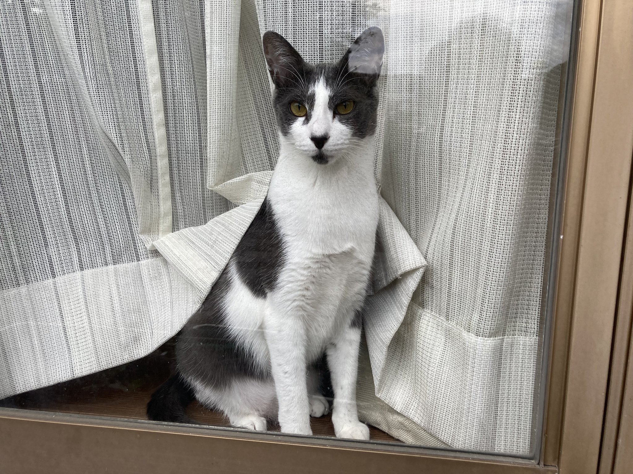 留守番猫