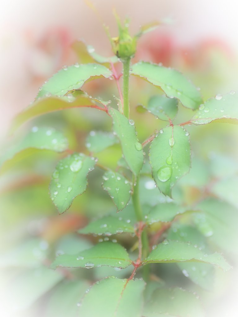 秋雨風情