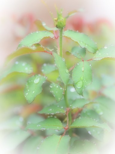 秋雨風情
