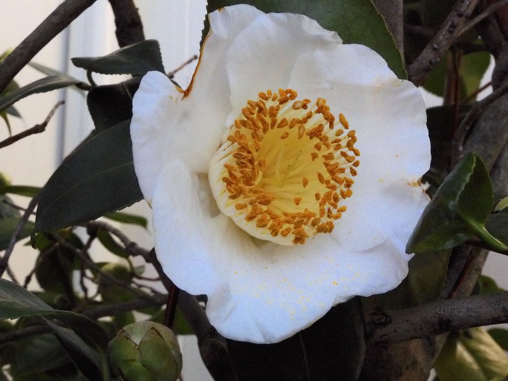 椿　白玉