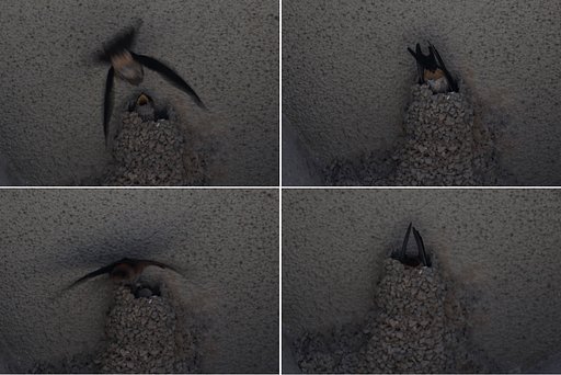 ツバメにヘルパーはいるのかいないのか？