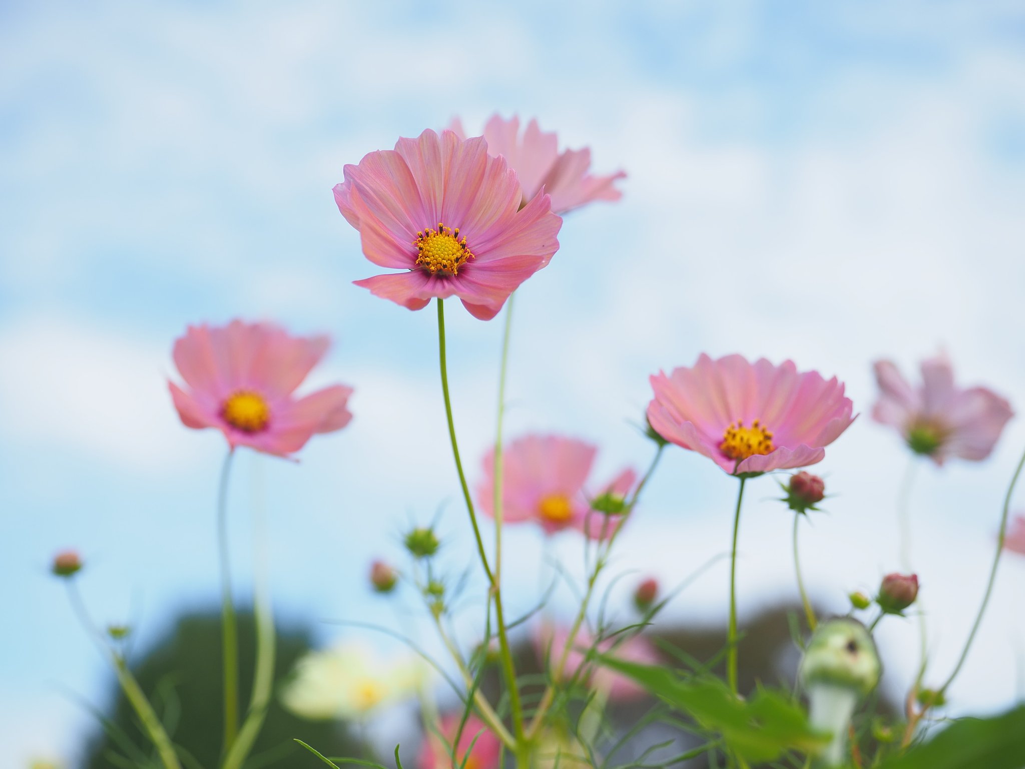 秋桜
