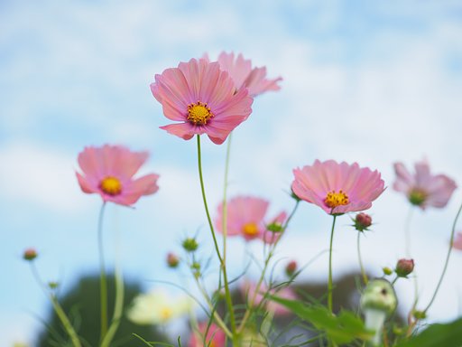 秋桜
