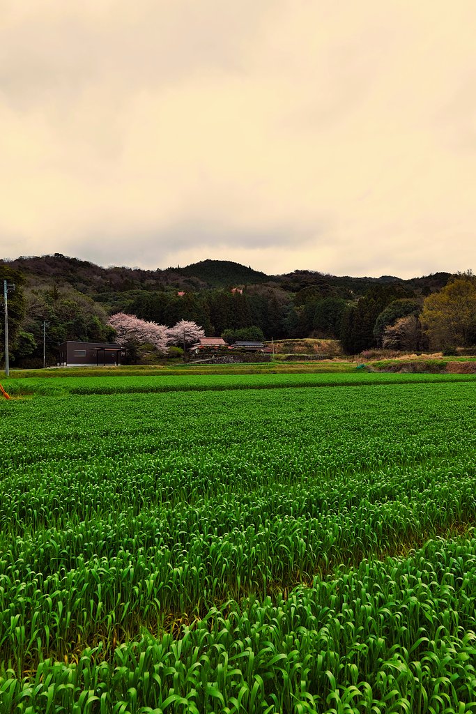 桜