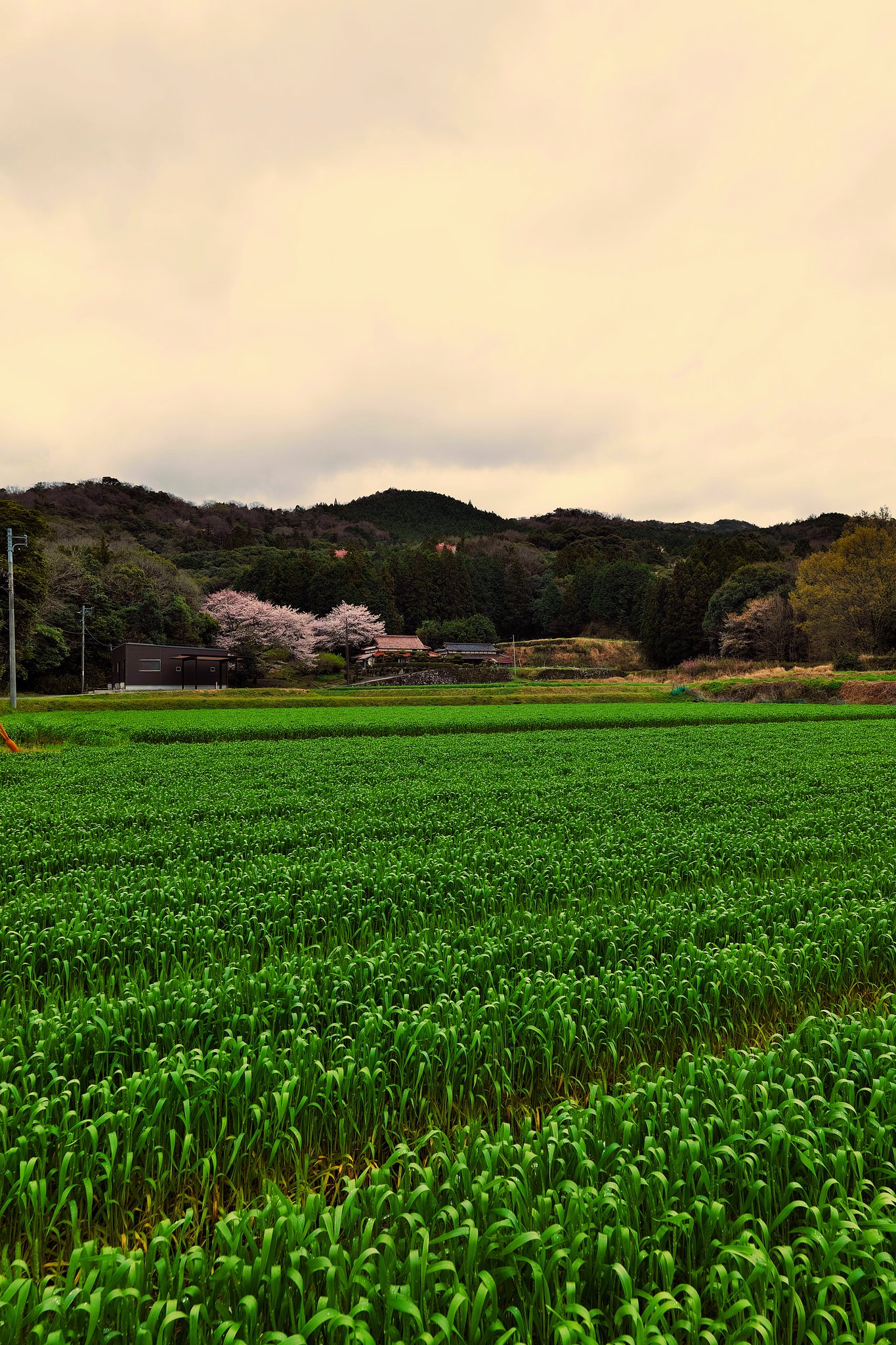 桜