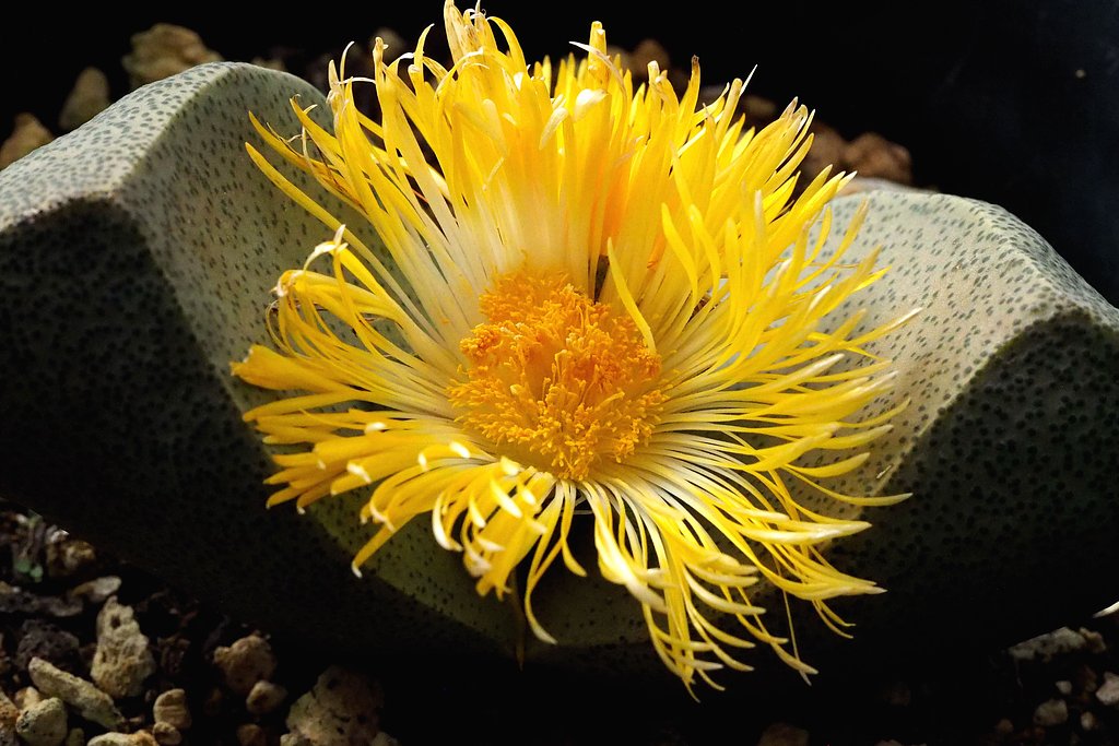 メセンの花